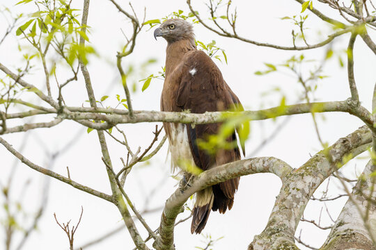 Gray-headed fish-eagle (Icthyophaga ichthyaetus)