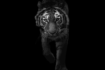 Siberian tiger (Panthera tigris altaica) emerging from darkness in dramatic black and white. A powerful and mysterious portrait of the world's largest feline captured in raw elegance.
