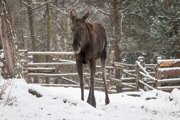 Moose (Alces alces) standing tall in the snow-covered landscape. A majestic and solitary giant of...