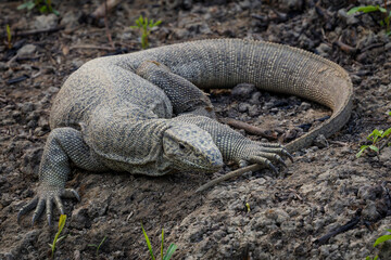 Bengal monitor (Varanus bengalensis)