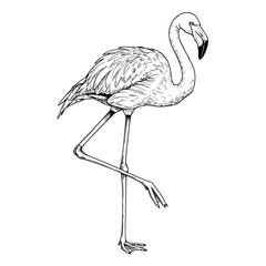 Fototapeta premium Flamingo standing gracefully Simple Vector Outline in minimalistic black and white design