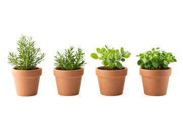 Fototapeta premium Four Pots of Fresh Herbs Rosemary, Oregano, Growing Guide