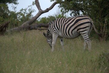 zebra in the wild
