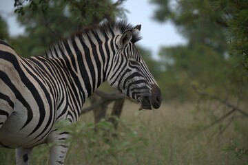 zebra in the wild