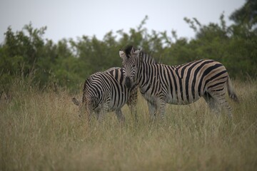 zebra in the wild