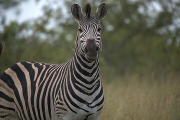 zebra in the wild