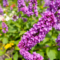 Obraz premium Blooming purple lilac in a spring garden