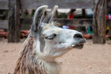 Fototapeta premium Detailed close-up of a light-furred (white and beige) llama (Lama glama) head and neck, showcasing its ears, eyes, and distinctive snout.