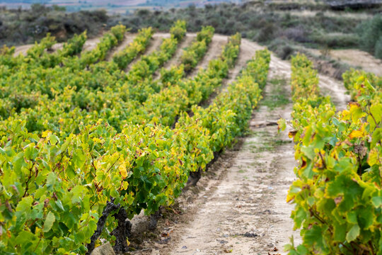Row perspective of green vineyard with path between vines, ideal for wine production, farming backgrounds and eco agriculture visuals in La Rioja, Spain.
