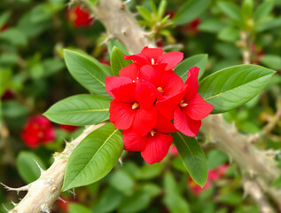 Fototapeta premium close-up of vibrant red flowers blooming on a green plant