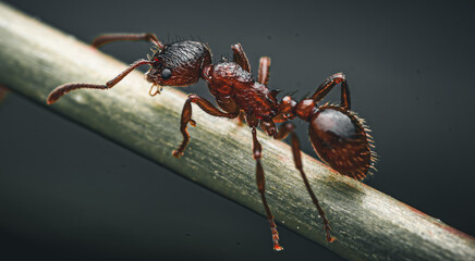 Macro photos of insects showing detailed textures, eyes, wings, and natural colors. Close-up views of flies, beetles, and other arthropods in their natural environment.