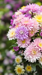 Obraz premium close-up of a bouquet of pastel-colored chrysanthemums