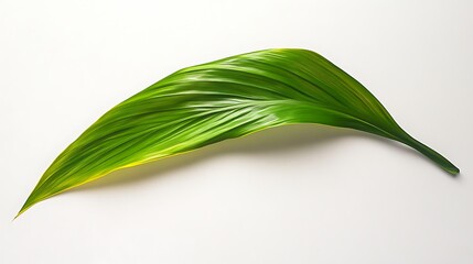 A vibrant tropical leaf against a bright background.