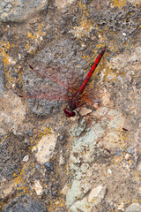 Trithemis arteriosa