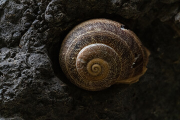 Caracol incrustado en piedra