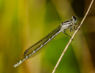 Common blue damselfly on a reed.