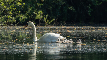 swan on the lake with cygnets