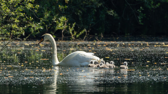 swan on the lake with cygnets