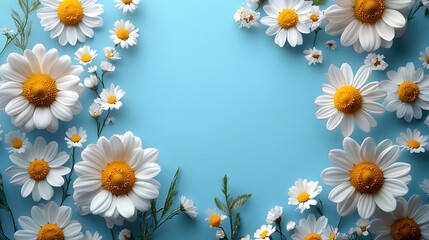 Obraz premium Daisy Flowers on Blue Background