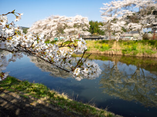 春爛漫の川