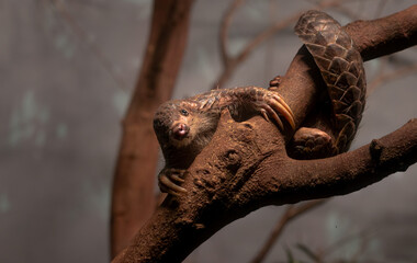 Chinese pangolin (Manis pentadactyla) resting on a tree branch. A rare, scaly mammal captured in a peaceful natural moment, highlighting its unique armor and endangered status.