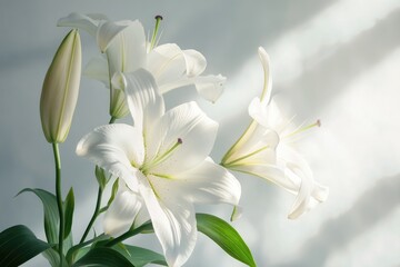 Fototapeta premium Elegant white lilies bloom gracefully against a soft, diffused light, showcasing their delicate petals and serene beauty in a minimalistic style.