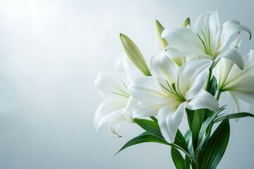 Fototapeta premium Elegant white lilies in full bloom, showcasing delicate petals and vibrant green leaves against a soft, neutral background.