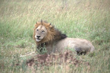 Lion in wild savanna , animal of africa