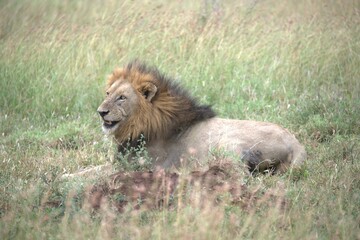 Lion in wild savanna , animal of africa