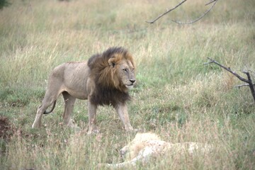 Lion in wild savanna , animal of africa