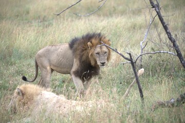Lion in wild savanna , animal of africa