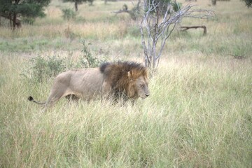 Lion in wild savanna , animal of africa
