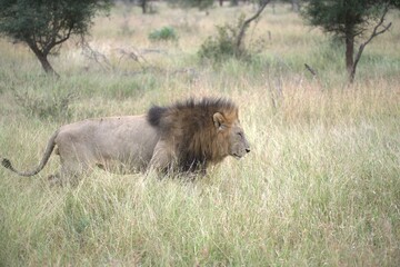 Lion in wild savanna , animal of africa