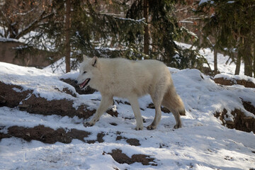 Arctic wolf (Canis lupus arctos) stands alert in its snowy habitat, with thick white fur blending into the frozen landscape, symbolizing resilience and wild northern beauty.
