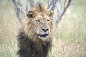 Lion in wild savanna , animal of africa
