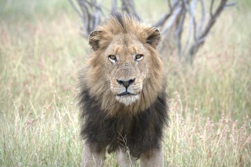Lion in wild savanna , animal of africa