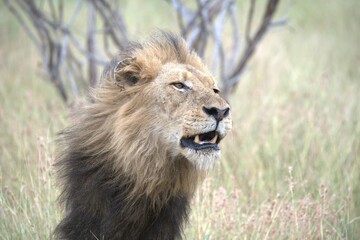 Fototapeta premium Lion in wild savanna , animal of africa