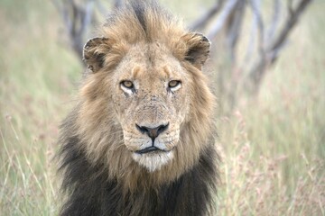 Lion in wild savanna , animal of africa