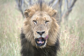 Lion in wild savanna , animal of africa