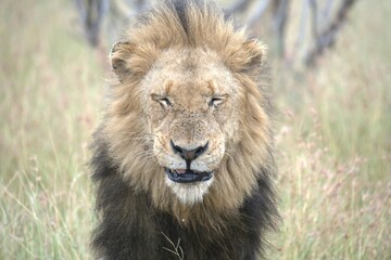 Lion in wild savanna , animal of africa