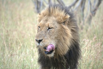 Lion in wild savanna , animal of africa