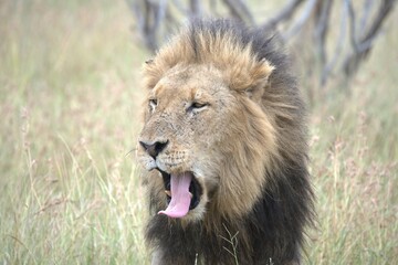 Lion in wild savanna , animal of africa