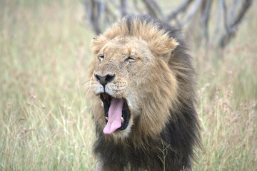 Naklejka premium Lion in wild savanna , animal of africa