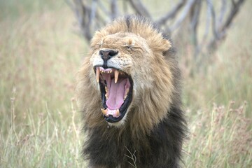 Lion in wild savanna , animal of africa