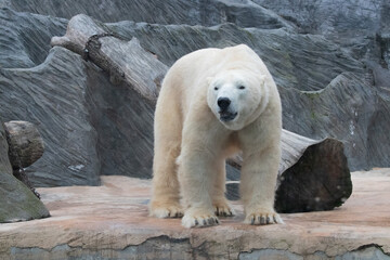 Polar bear walking forward, full body visible, captured in a zoo setting. The bear’s powerful presence contrasts with the structured environment.