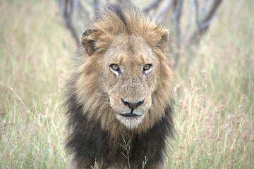 Lion in wild savanna , animal of africa