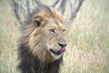 Lion in wild savanna , animal of africa