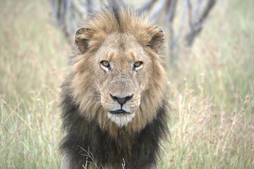 Lion in wild savanna , animal of africa