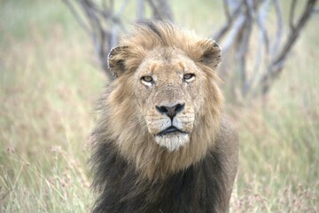 Obraz premium Lion in wild savanna , animal of africa