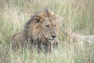 Fototapeta premium Lion in wild savanna , animal of africa